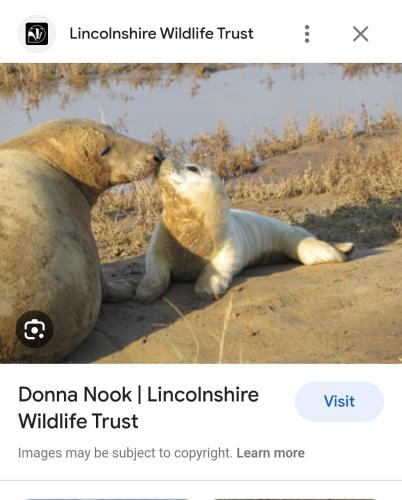 a baby polar bear laying on the ground next to its mother at The annex theddlethorpe Lincolnshire in Theddlethorpe Saint Helen
