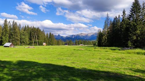 a green field with trees and mountains in the background at Domek drewniany Szafran in Witów