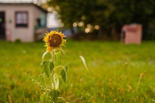 a sunflower in the middle of a field of grass at Arche Siedlisko Augustynka 39 in Augustynka