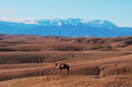 a camel standing in the desert with mountains in the background at Amazigh Family Riad in Imlil