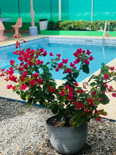 a pot of red flowers next to a swimming pool at Hotel La Fiore de Bahia in Uvita