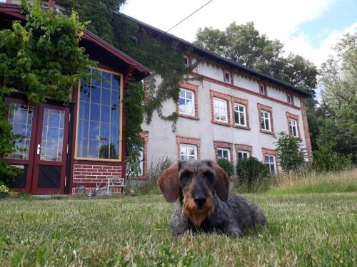 a dog laying in the grass in front of a house at Gutshaus Alt-Krassow in Lalendorf