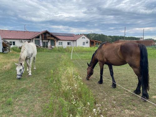 two horses grazing in a field near a house at Tündér Pension in Mogyoród