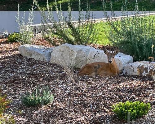 a deer laying on the ground next to a rock at Richard Lequet Domaine gastronomique du Val d Atur in Boulazac