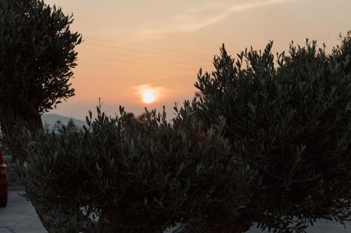 a sunset behind some trees with the sun in the sky at Laguna Suites in Mazera Mykonos in Mýkonos City