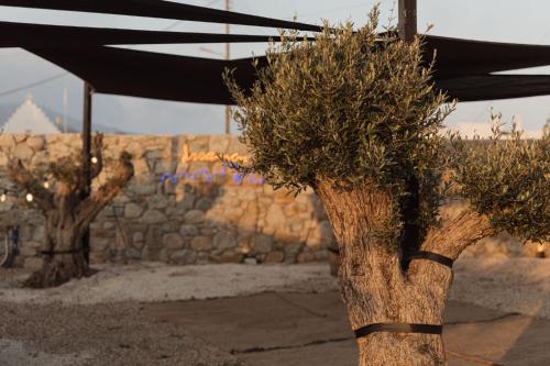 a tree with plants growing on top of it at Laguna Suites in Mazera Mykonos in Mýkonos City