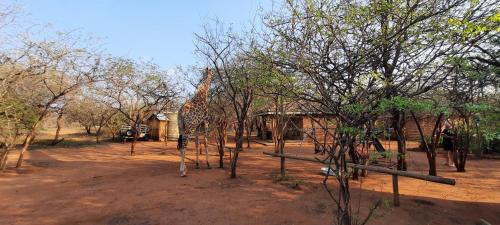 a giraffe standing in the middle of some trees at 462 Bosbok Chalets in Marloth Park
