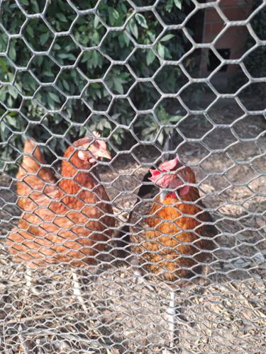 three chickens are standing in a cage at La Garenne in Virazeil
