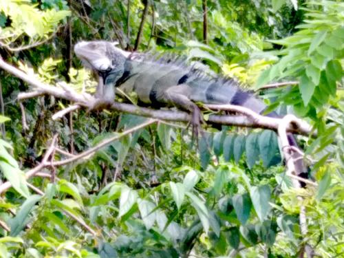 a bird is sitting on a tree branch at Sierra Tayrona hostel in El Zaino