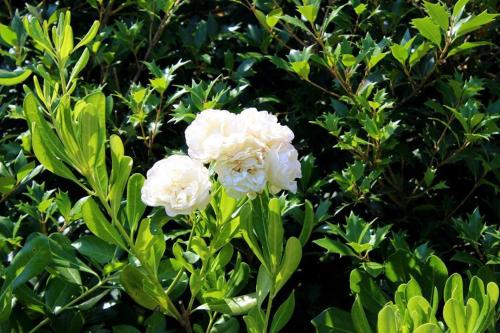 two white flowers on a bush with green leaves at Joia Hotel & Luxury Apartments RTA in Brusaporto