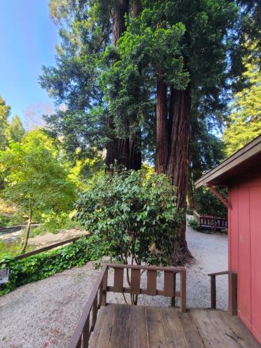 a wooden bench sitting next to a tree at Fern River Resort in Felton