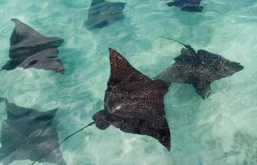 a group of stingrays swimming in the water at Moorea Island Beach Hotel in Moorea