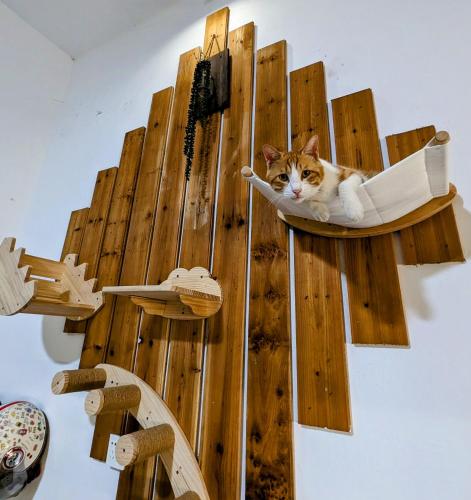 a cat laying in a cat bed on a wall at Meow! Marcia Youth Hostel in Pingtan
