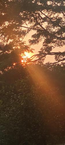 a sunset seen through the branches of a tree at La Vida Hostel in Puerto Princesa City