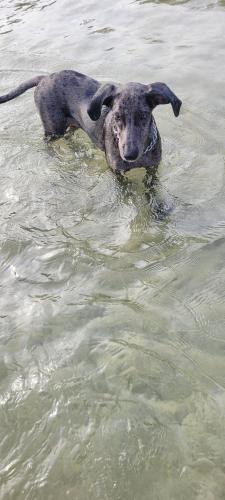 a dog is swimming in the water at La Vida Hostel in Puerto Princesa City