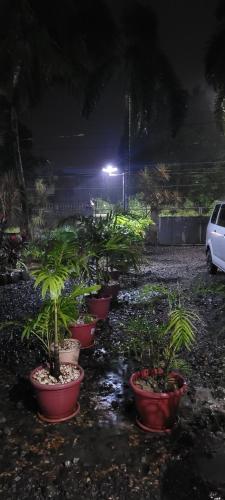 a row of potted plants on the ground at night at La Vida Hostel in Puerto Princesa City