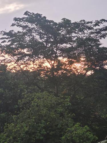 a tree with the sun setting behind it at La Vida Hostel in Puerto Princesa City