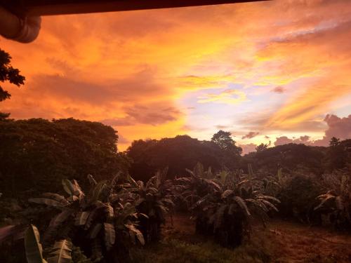 a sunset over a field of plants in a field at La Vida Hostel in Puerto Princesa City