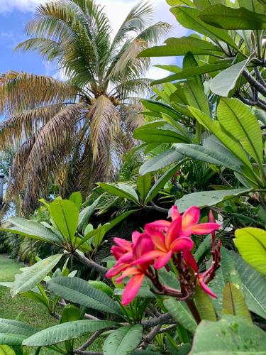 a pink flower on a tree with palm trees in the background at Domaine Saint-François in Saint-François