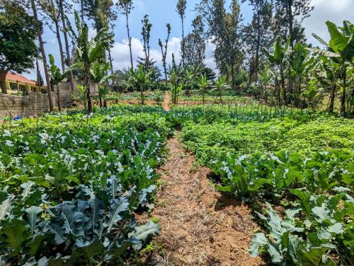 a garden of vegetables in a field at Mvuli Hotels Arusha in Arusha