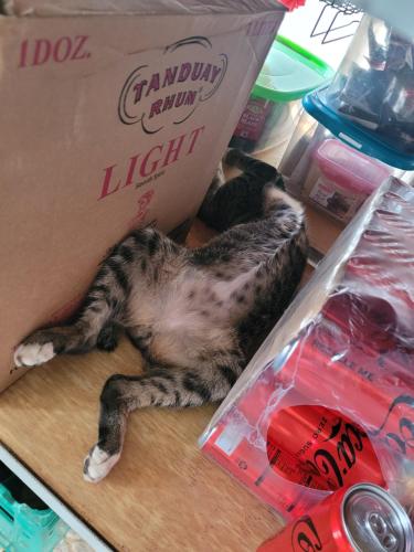 a cat laying on the floor in a box at La Vida Hostel in Puerto Princesa City
