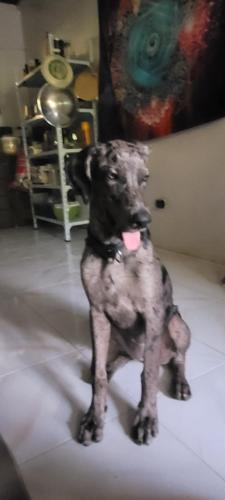 a dog standing on the floor in a room at La Vida Hostel in Puerto Princesa City