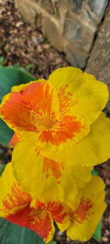a close up of a yellow and orange flower at La Vida Hostel in Puerto Princesa City