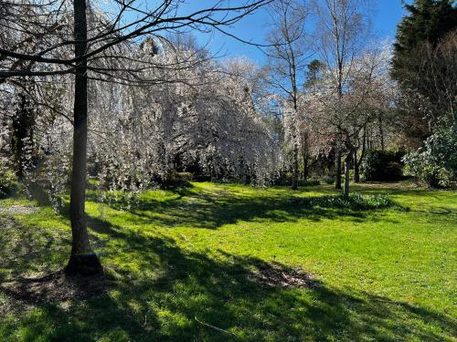 Un jardín fuera de Amaroo Guesthouse