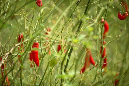 a group of red flowers in the grass at The Siena Village in Chinnakanal