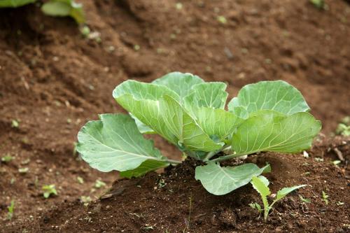 a green plant is growing in the dirt at The Siena Village in Chinnakanal