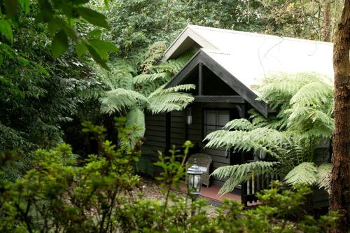 a black cabin in the woods with trees at Belle Le Vie in Sassafras