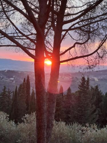 a tree with the sunset in the background at B&B La Dimora di Alida in Fiesole