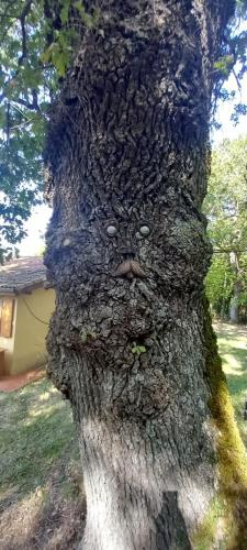 a tree trunk with a face carved into it at I Tre Lecci in Nocera Umbra