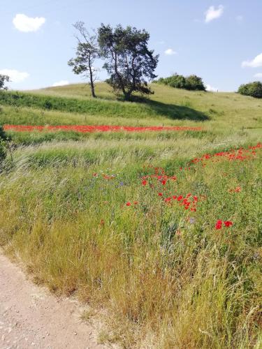 a field of red flowers on a hill with a tree at Ferienhaus am Kuhstall in Bad Münstereifel