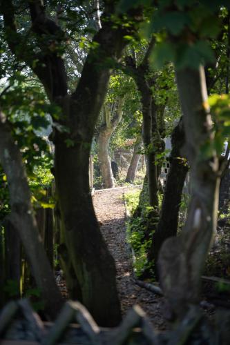 a forest of trees with a path through it at TUUS in Dishoek in Dishoek