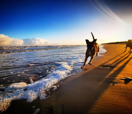 a dog running on the beach near the water at Drefach - Refurbished farmhouse in stunning surroundings with hot tub in Llanwinio