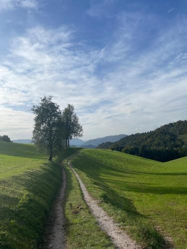 a dirt road in a green field with a tree at Apartment Sofia in Idrija