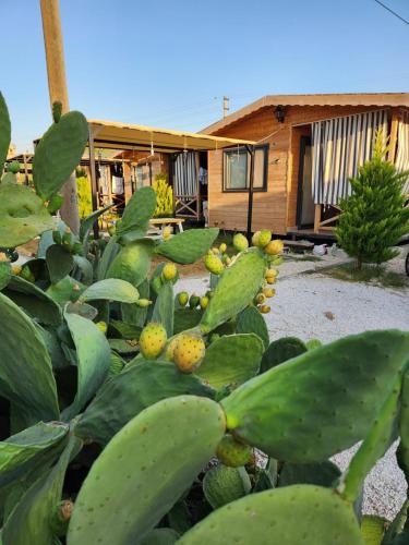 Fotografie z fotogalerie ubytování Sea garden apart v destinaci Demre