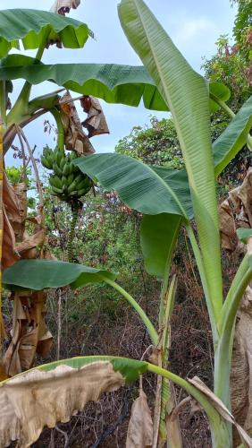 a banana tree with a bunch of green bananas at Chácara Recanto da Paz in Caldas Novas