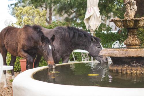 two horses drinking water from a fountain at The Post House Hotel - no children under the age of 16yrs in Greyton