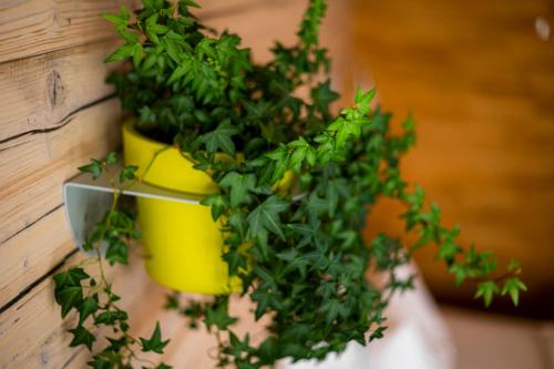 a plant in a yellow pot on a wall at Abalon Hotel ideal in Stuttgart