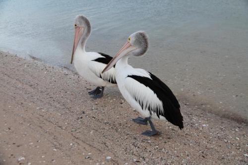 two pelicans standing on the beach near the water at Pelican's Nest in Kalbarri