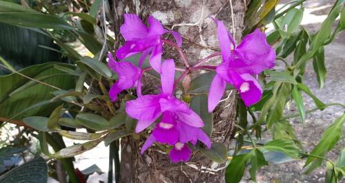 a group of purple flowers on a tree at Cabañas La Montaña in Monteverde Costa Rica