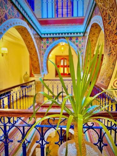 a potted plant sitting on a table in a room at Riad Al-Qurtubi in Tangier
