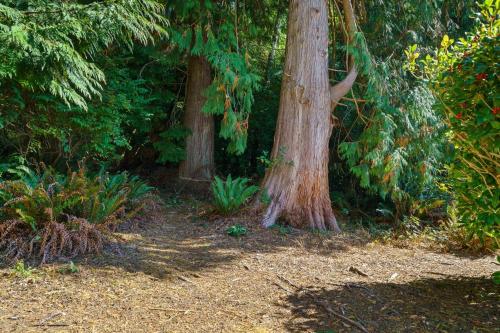 two trees standing next to each other in a forest at Captain's Hideaway in Nehalem