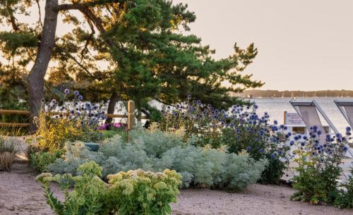 a garden with blue flowers and a body of water at Silver Sands Motel & Beach Bungalows in Greenport