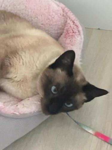 克里西烏馬的住宿－Patricia，一只猫躺在粉红色的猫床上