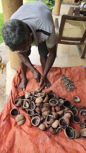 a man bending over a pile ofnuts on a table at Rivendell Twisted Tree in Kurunegala