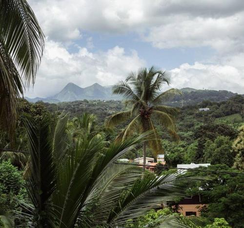 a palm tree in a forest with mountains in the background at Villa F4 chic avec jacuzzi en Martinique in Le Lamentin