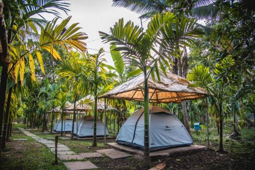 Dandeli Jungle Resort – Photos 4